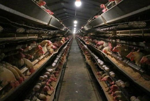 تولید ۱۷ هزار تن تخم مرغ در واحدهای مرغ تخم‌گذار استان قزوین