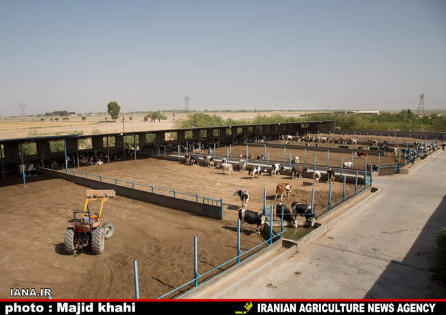 دامپروی