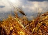 ۲۱ درصد نیاز استان هرمزگان به گندم تامین شده است