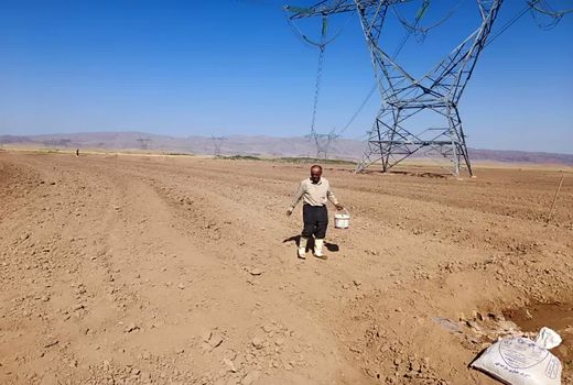 آغاز کشت کلزا در شهرستان جلفا