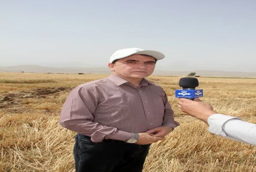 پیش‌بینی برداشت ۴۶۰ هزار تن گندم در سال زراعی ۹۹- ۹۸ از مزارع گندم لرستان