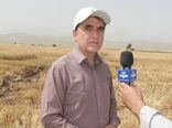 پیش‌بینی برداشت ۴۶۰ هزار تن گندم در سال زراعی ۹۹- ۹۸ از مزارع گندم لرستان