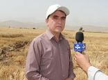 پیش‌بینی برداشت ۴۶۰ هزار تن گندم در سال زراعی ۹۹- ۹۸ از مزارع گندم لرستان