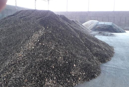 آغاز خرید مباشرتی تضمینی دانه روغنی آفتابگردان در خوزستان