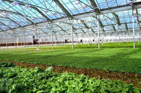 افتتاح طرح توسعه کشت گلخانه ای در شهرستان دیراستان بوشهر
