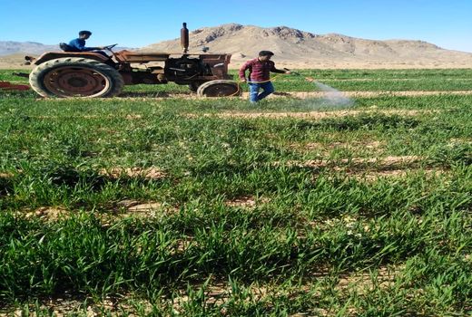 مبارزه با سن گندم در سطح 3600 هکتار از مزارع گندم خاتم