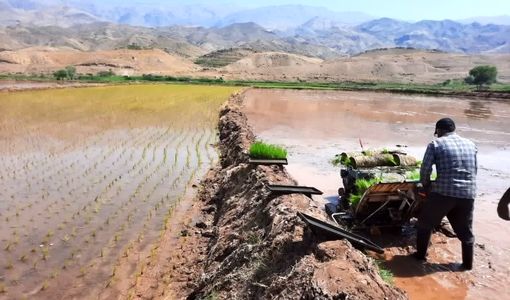 نشاء برنج در سطح 3 هزار و 900 هکتار از شالیزارهای استان قزوین آغاز شد