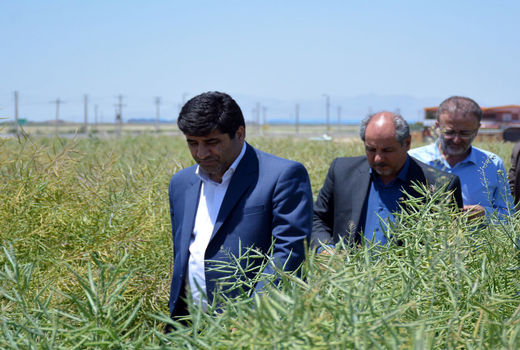 کشت کلزا پیرو تاکید مقام معظم رهبری در راستای خودکفایی تولید روغن در دستور کار قرار گرفته است