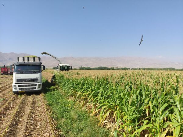 بیش از 220 هزار تن ذرت علوفه‌ای در چهارمحال و بختیاری برداشت می شود