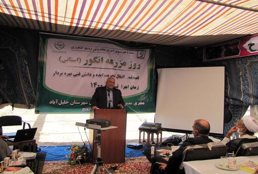 آغاز صادرات انگور از تاکستانهای خلیل آباد