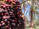 پیش‌بینی تولید 300 هزار تن خرما از نخلستان‌های سیستان و بلوچستان