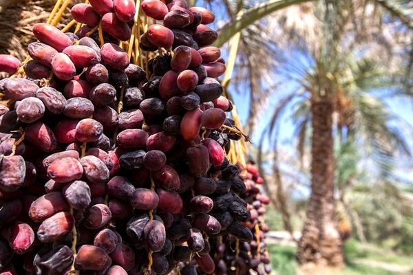 پیش‌بینی تولید 300 هزار تن خرما از نخلستان‌های سیستان و بلوچستان