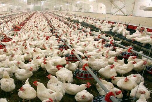 ۳۲ میلیون نوبت واکسن نیوکاسل در مرغداری های ایلام استفاده شد