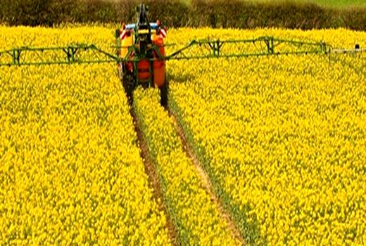 خرید تضمینی ۱۷۰ تن دانه روغنی کلزا در چهارمحال و بختیاری