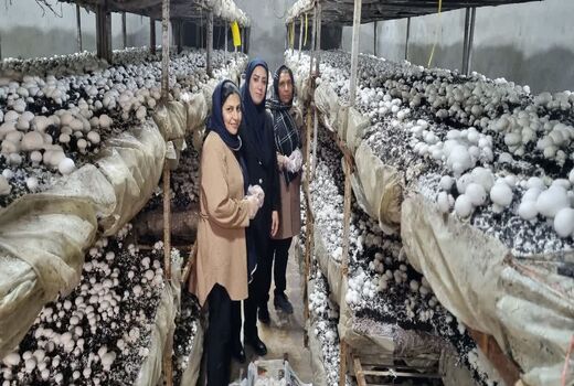 جهاد کشاورزی جهرم پیشگام حمایت از مشاغل خانگی