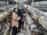 جهاد کشاورزی جهرم پیشگام حمایت از مشاغل خانگی