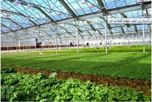 خراسان شمالی استانی پیشرو در کشت محصولات گلخانه‌ای