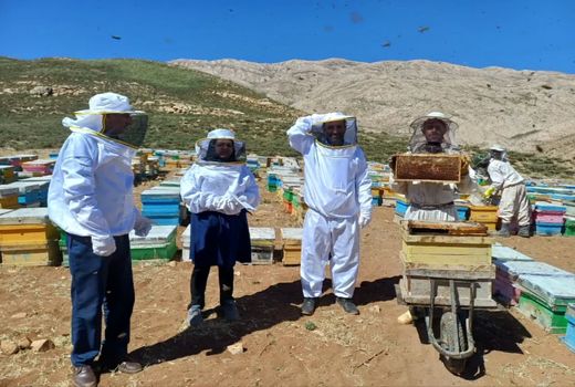 آغاز برداشت عسل از زنبورستان‌های چهارمحال و بختیاری