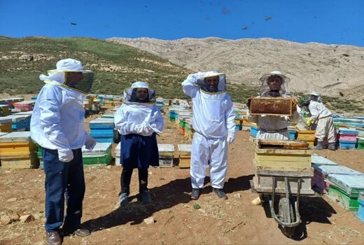 آغاز برداشت عسل از زنبورستان‌های چهارمحال و بختیاری