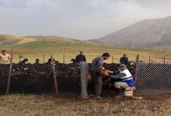 خدمات رسانی به دامداران عشایری آذربایجان غربی در مناطق ییلاقی کم‌برخوردار و صعب‌العبور