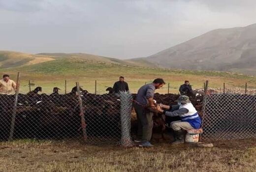 خدمات رسانی به دامداران عشایری آذربایجان غربی در مناطق ییلاقی کم‌برخوردار و صعب‌العبور