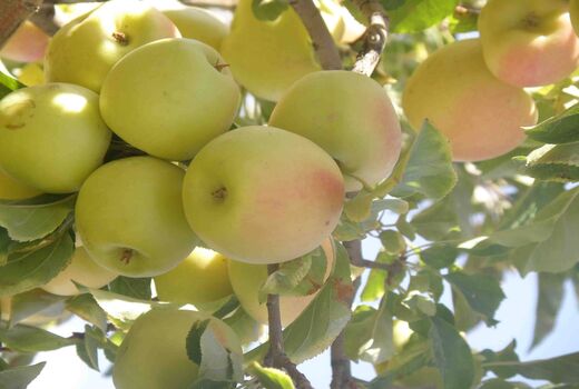 سیب گلاب؛ نوبرانه مرودشت به بازار آمد 