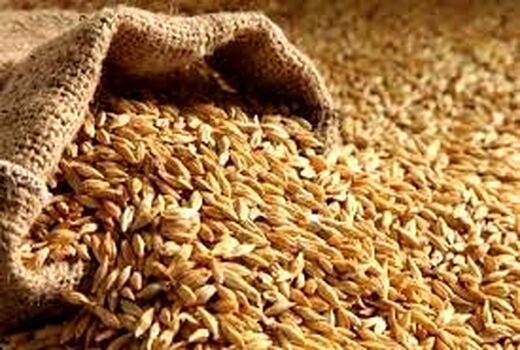 نیاز دامداری‌های خراسان شمالی به ۱۳۰ هزار تن جو 