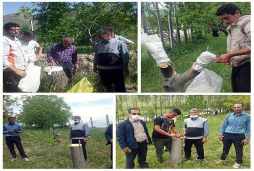 تعویض تاج درختان گردو در سطح ۱۰ هکتار در شهرستان  ورزقان