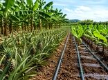  کاهش ۴۰ درصدی مصرف آب در باغات گرمسیری با آبیاری نوین و کشت متراکم