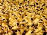 ۸۰ درصد جوجه‌اردک کشور در ورامین تولید می‌شود