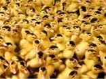 ۸۰ درصد جوجه‌اردک کشور در ورامین تولید می‌شود