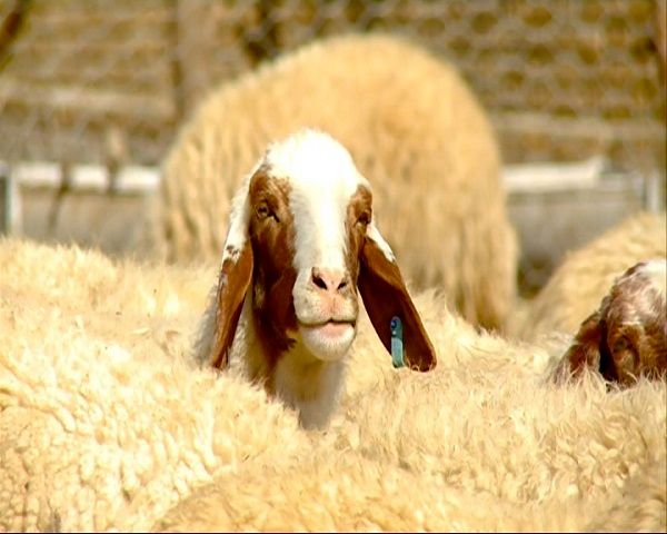 دانشگاهها و صنعت پای کار بیایند/ بهبود کیفی پشم