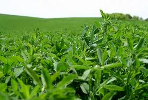 آشنایی با تغذیه و آبیاری یونجه در خرمشهر