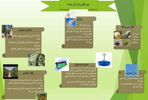 سن زیان  آور در باغات پسته استان قزوین  