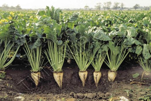 15 فروردین ، بهترین زمان برداشت چغندر قند پاییزه در خوزستان