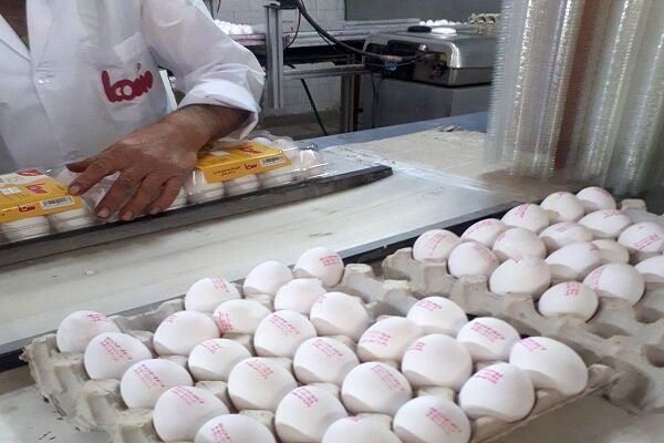 روزانه ۱۸۰ تن تخم مرغ مازارد بر نیاز در اصفهان تولید می‌شود