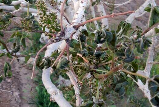 کاهش شدید دما ۹۰۰ میلیارد تومان به پسته‌کاران مهریز خسارت وارد کرد