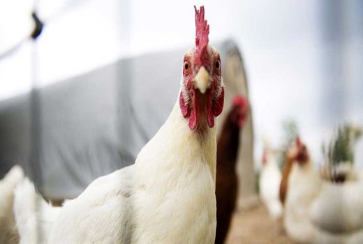 خروج مرغ دلیل آشفتگی بازار چهارمحال و بختیاری است 