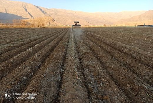 کشت گندم در مرودشت آغاز شد