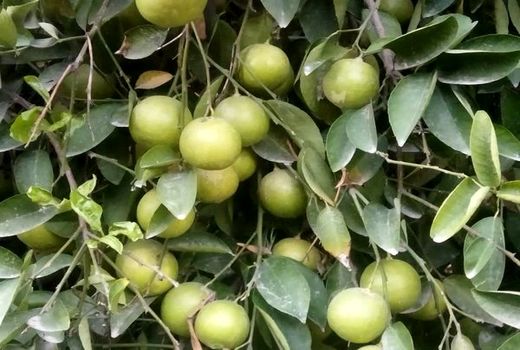  سهم 86 درصدی استان فارس در تولید لیموشیرین 