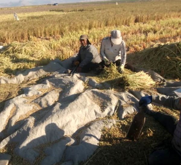 گیاه دارویی خرفه در مرودشت درو شد