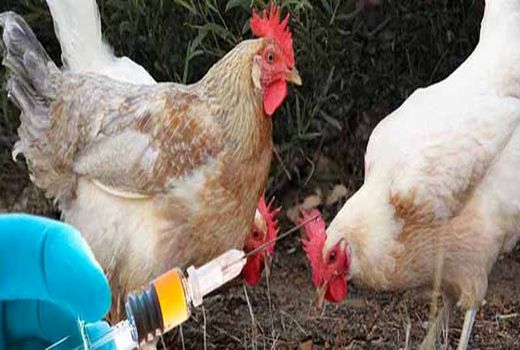  تولید 400 میلیون دز واکسن روغنی طیور در سرم سازی رازی مرند