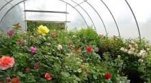 ۵۰ درصد گلخانه‌های گل شاخه بریده کشور در استان تهران قرار دارد
