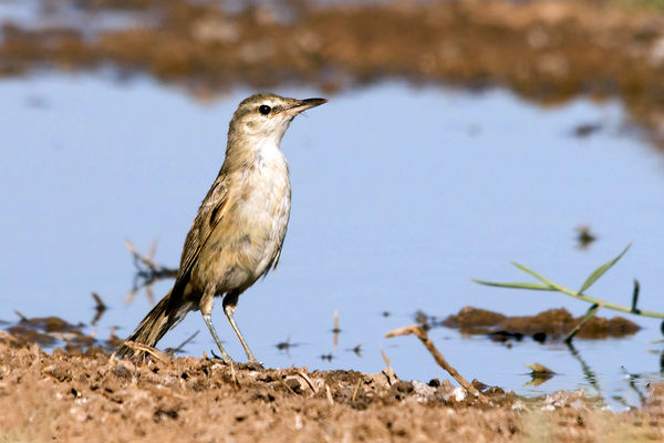 سسک خوزی، روزنه ای برای نجات شادگان