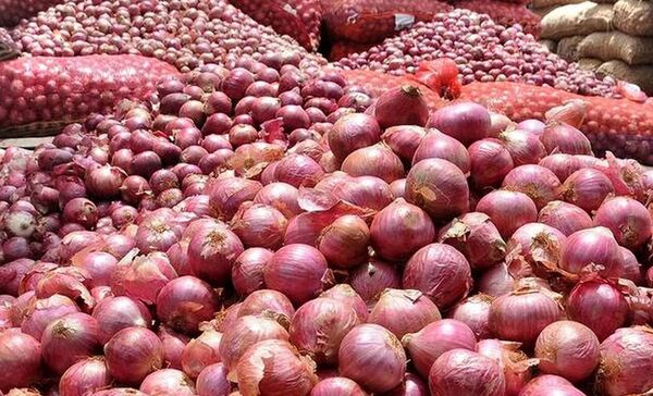 صادرات محصول پیاز مازاد بر مصرف تسهیل می‌شود