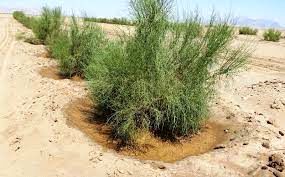 آبادان نقطه آغاز طرح مردمی کاشت یک میلیارد اصله نهال در کشور