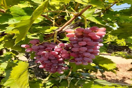 برداشت انگور از 25 هزار هکتار از باغات شهرستان تاکستان آغاز شد 