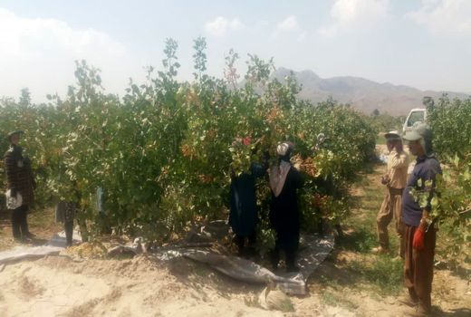 آغاز برداشت پسته در شهرستان داراب