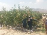 آغاز برداشت پسته در شهرستان داراب