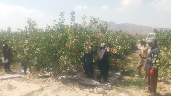 آغاز برداشت پسته در شهرستان داراب